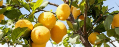 柠檬树的种植方法，叶片发黄怎么解决