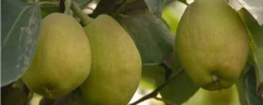 梨子籽小盆栽怎样种，梨的食用方法有哪些