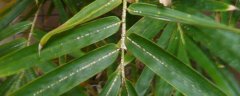 竹叶生虫了如何处理，竹子常见的虫害有哪些