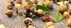 山茶籽的种植方法，附山茶树的生长习性