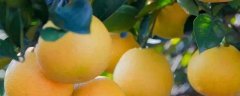 胡柚籽的种植方法，吃胡柚有什么副作用