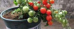 盆栽西红柿籽种植方法，挑选西红柿籽的注意事项