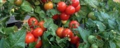 小番茄籽的种植方法，怎样养护