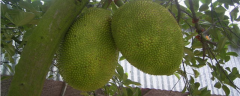 树菠萝籽的种植方法，附树菠萝的种植条件和繁殖方法