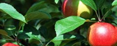 苹果籽怎么种植，附盆栽养护方法