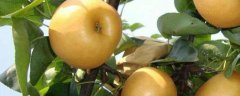 梨籽的种植方法，附种植管理要点