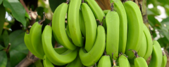 香蕉传播种子的方法，香蕉的主要价值有哪些