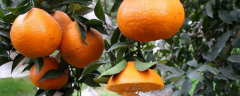 丑橘籽有什么种植方法，生长条件怎么样