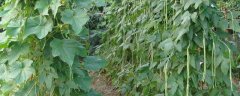 豆角籽种植方法，怎么进行田间管理