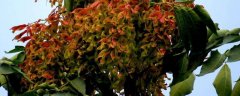 臭椿树籽的种植方法，它与香椿树有什么区别