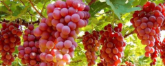 吃剩下的葡萄籽的种植方法，附葡萄盆栽的养护方法