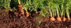 胡萝卜的浇水时间，附其种植方法