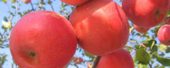 苹果籽的种植时间，有什么栽培方法