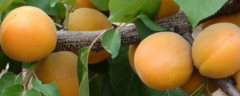 杏树种子的播种方法，开花结果需要几年