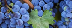 用什么办法种葡萄才能无籽，无籽葡萄的品种有哪些