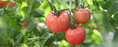 番茄枯萎病的危害部位，怎样防治