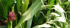 玉米施用种肥技巧，附其注意事项