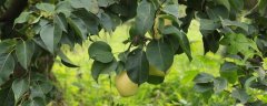 梨树的种植方法，能在院子里种植吗，什么时候采收果实