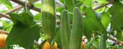 丝瓜是什么科属植物，附其种植方法