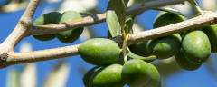 橄榄树什么时候种植比较好，高产种植技术是什么