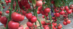什么品种的西红柿种子好，有什么种植方法