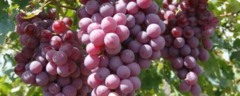最新的种植大棚葡萄高产的技术有哪些，详细如下