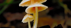 食用蘑菇高产的种植技术，选地搭棚的技巧是什么