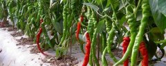 夏秋季有机辣椒的栽培技术，怎样进行田间管理