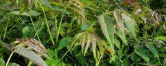 怎样种植香椿，附其生物学特征