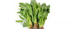 关于有机蔬菜防治病虫害的物理措施之防治虫害