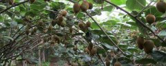 猕猴桃树苗的优良品种有哪些，怎样种植