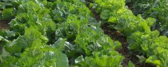 大白菜的早春有机栽培技术重点，怎样进行田间管理