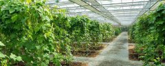 大棚有机菜豆的秋季栽培技术，怎样进行田间管理