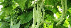 露地有机菜豆春季种植方法，怎样进行田间管理