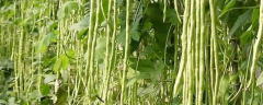 大棚有机豇豆冬春季高产种植技术，品种选择是怎样的