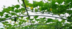 有机冬瓜小拱棚春季高产种植技术，品种怎样选择