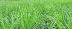 如何高产种植皇竹草，病虫防治是怎样的