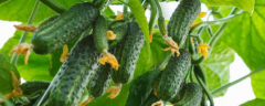 夏秋季怎么露地栽培有机黄瓜，掌握以下几个方法