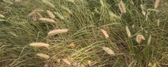 杂交狼尾草的生长习性是什么，如何高产栽培