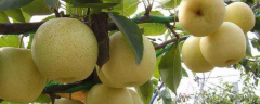 梨树的需肥特点是怎么样的，想要获得高产该怎么施肥