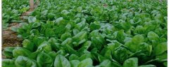 如何利用高效的施肥技术、配方时间和用量来栽培菠菜