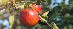 苹果树不同树龄的需肥特点，附丰产的施肥技术