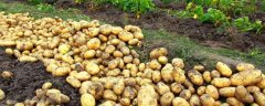 马铃薯有哪些优产施肥技术，配方是什么