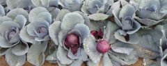 紫甘蓝有哪些栽培技术，栽培后如何进行管理