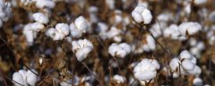 棉花高产有哪些施肥技术，配方是什么