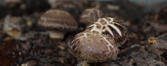 花菇高产种植技术，附其种植时间