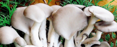 白灵菇高产种植技术，附其栽培时间