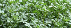 豆瓣菜栽培技术，附生长习性和栽培品种