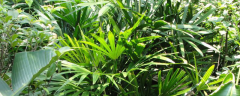 棕竹的养殖方法，详细介绍
