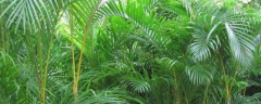 凤尾竹的养殖方法，附凤尾竹的繁殖方法及注意事项